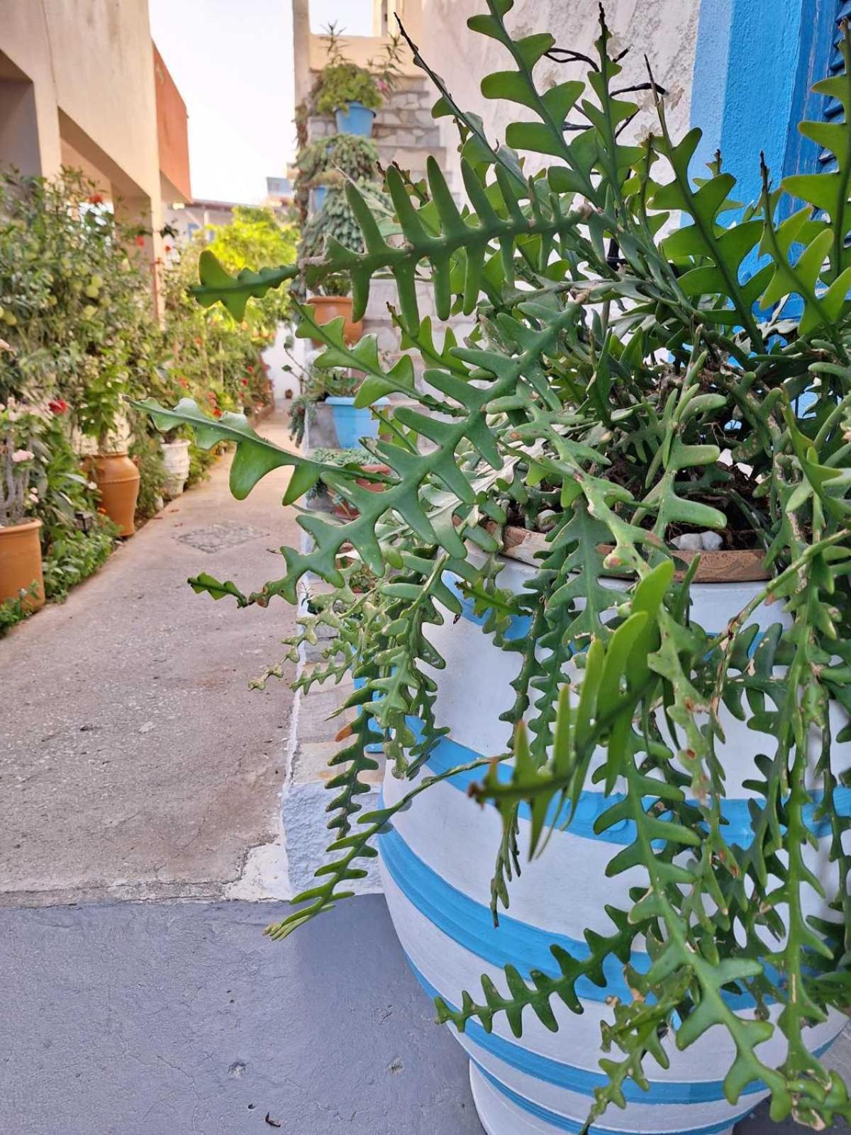 Βig Βlue Apartments Makrýgialos Esterno foto